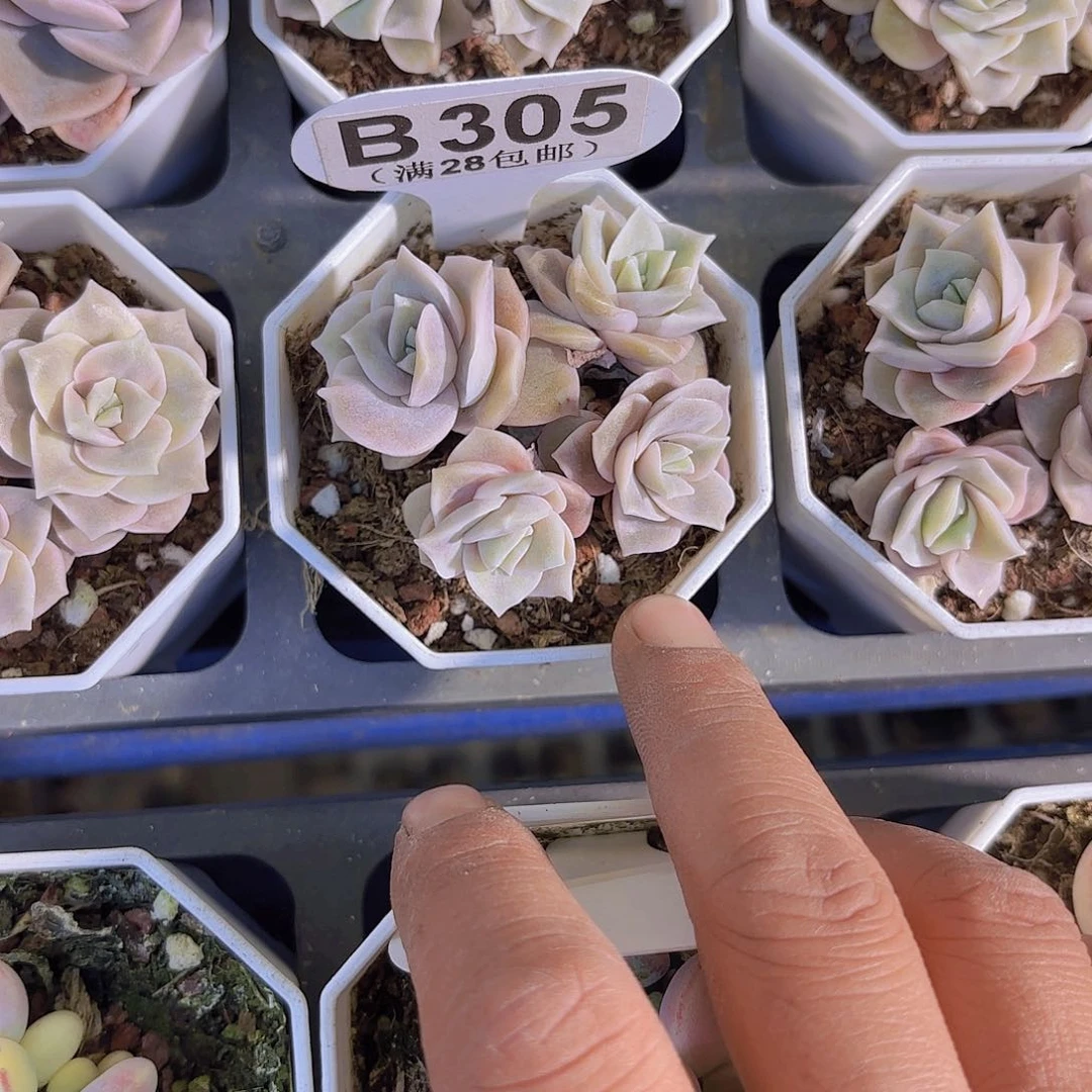 B305可爱玫瑰一物一拍