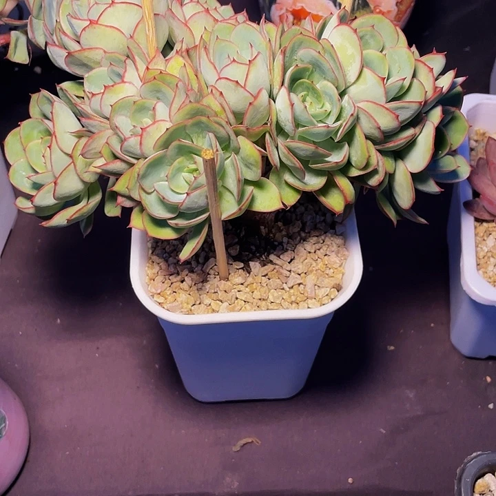 Y***Y多肉植物发货牡丹亭微瑕