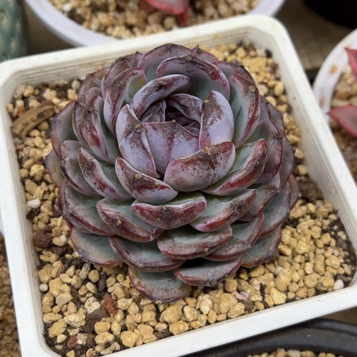 黑橙子 单头 夏鸣园艺