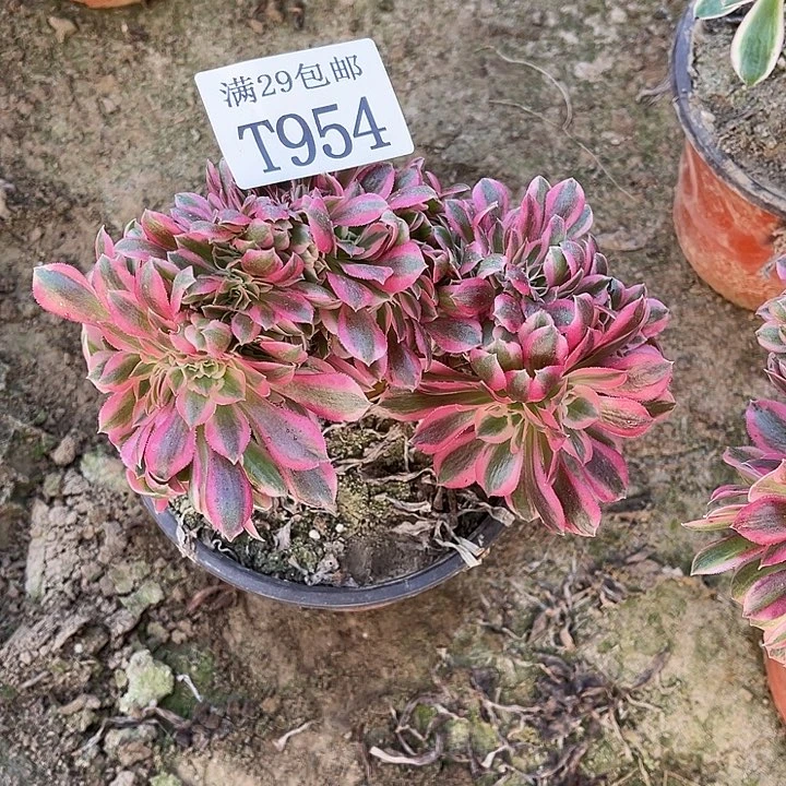 954粉女巫缀   多肉植物