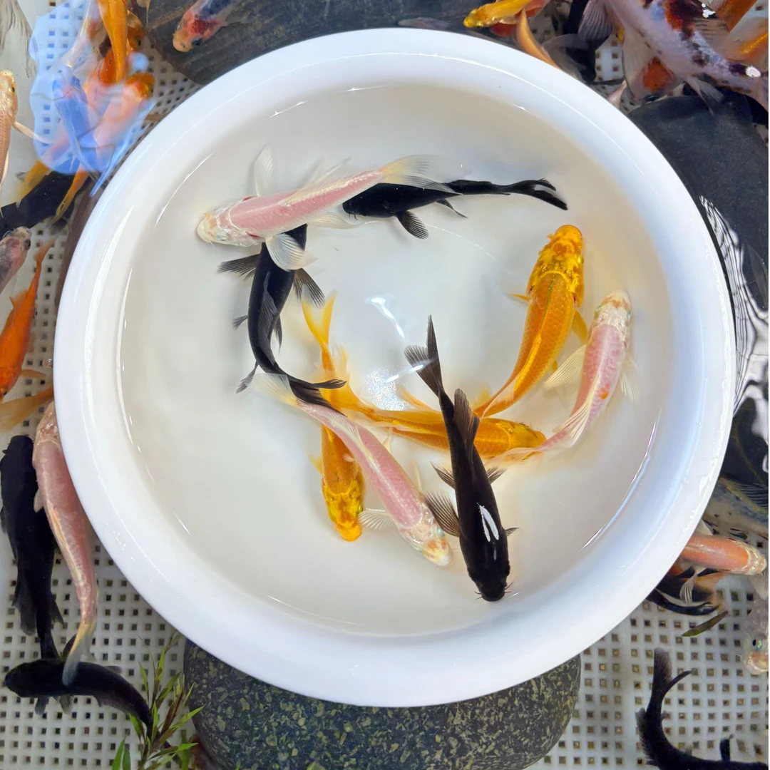 年年（三色自选）黄金青墨鎏金锦鲤冷水鱼观赏鱼好养耐活