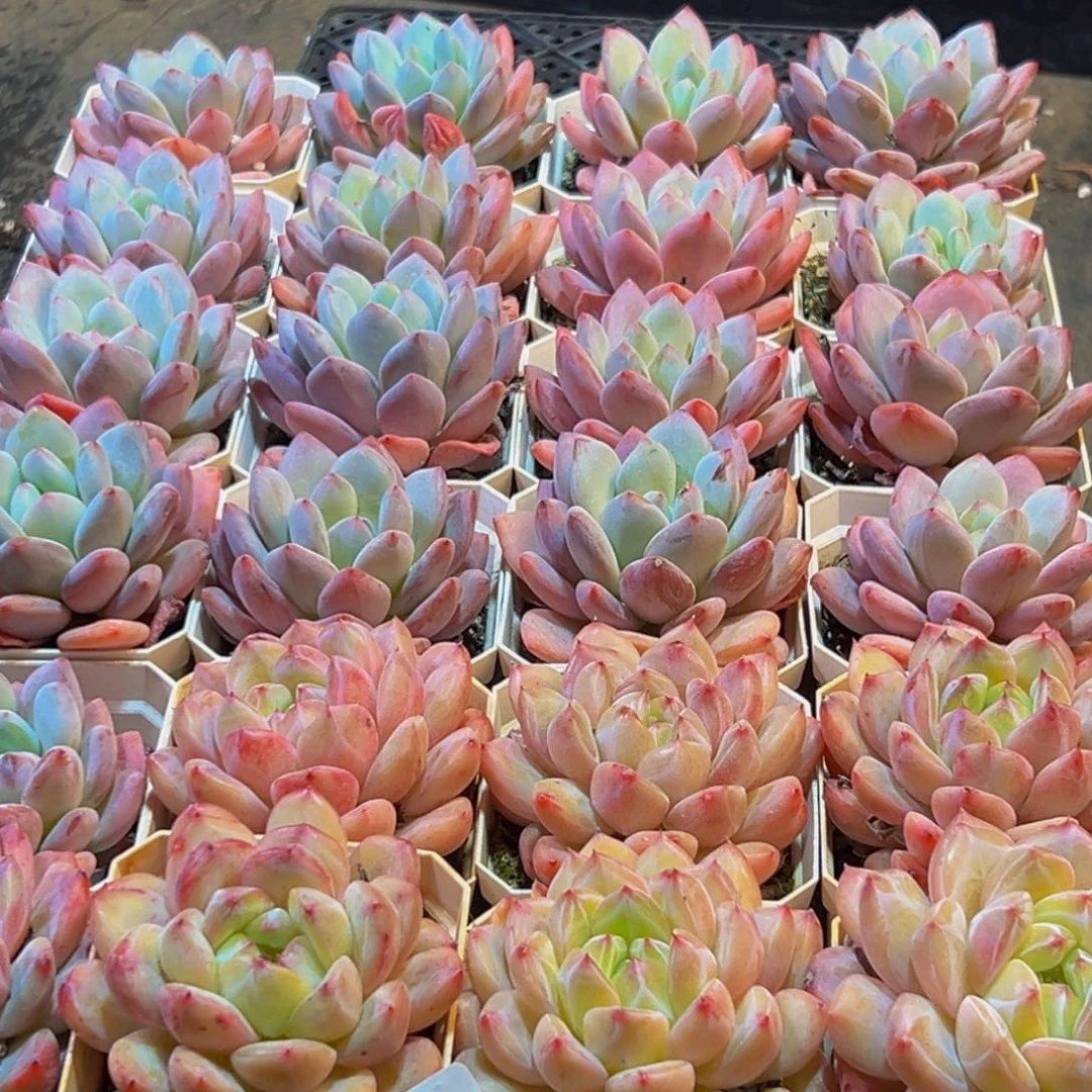 318多肉葡萄的味道是真的很