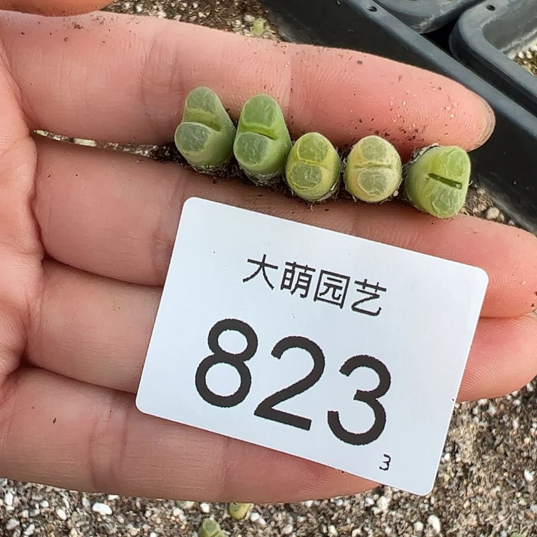0000823量拍克里普兰磁铁风铃5颗尺寸不大