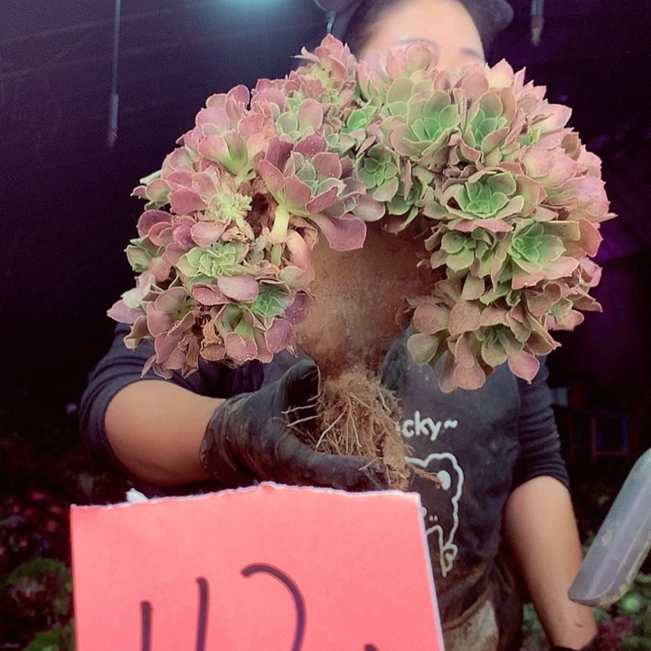 柒柒精品多肉脱土发货不包断侧枝不包售后112