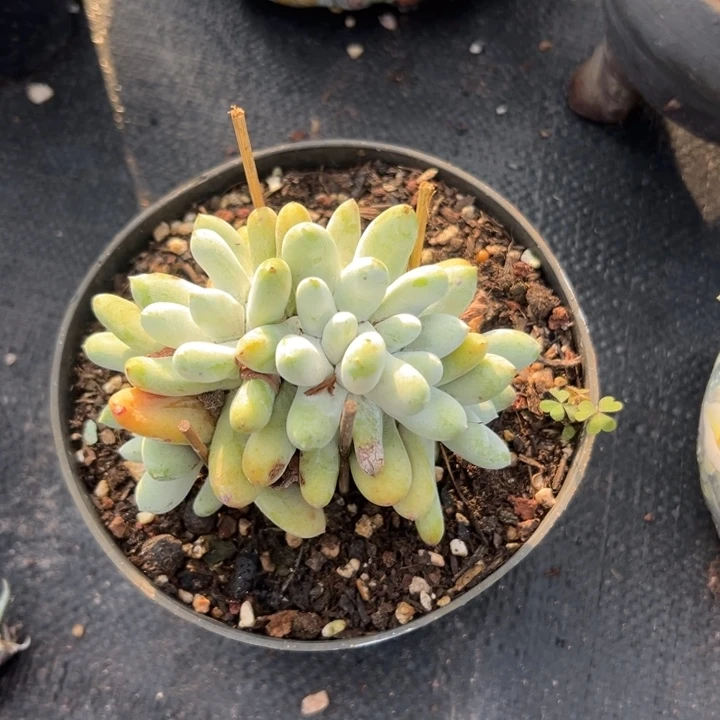 拇指缀化～仙女杯781