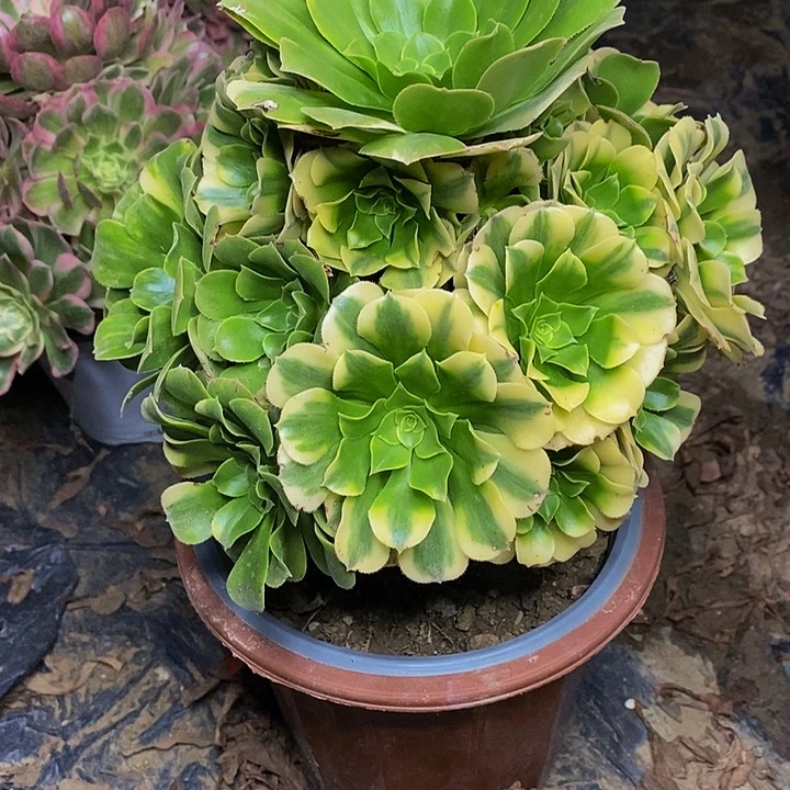 五彩翡翠老桩捧花861号