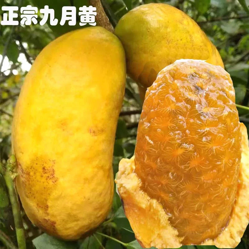 福建正宗九月黄黄皮水果现摘现发当季水果5斤麻藤包包邮