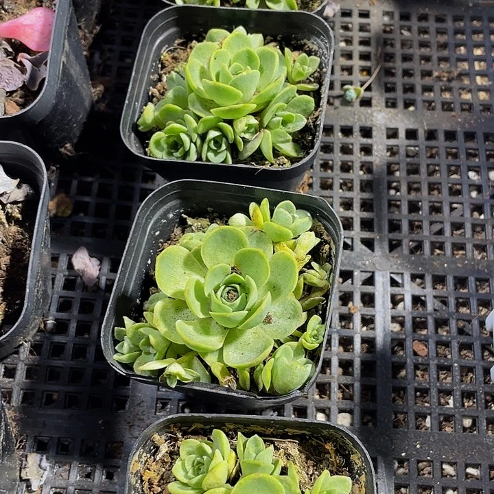 山地玫瑰带盆土发