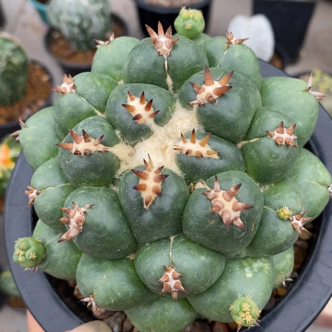 短豪刺象牙自根仙人球