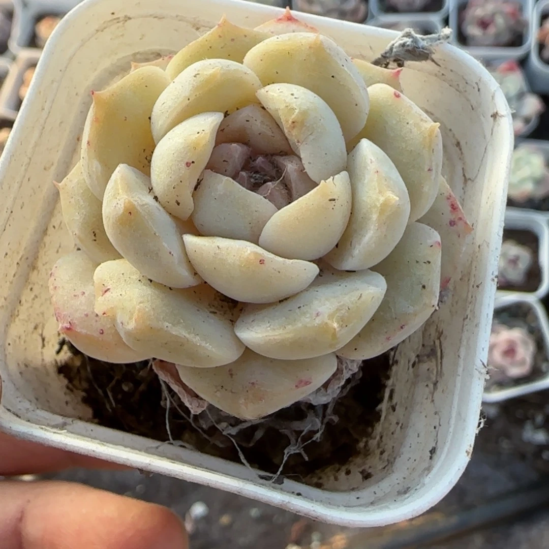 多肉小卡拉米糖心一物一拍