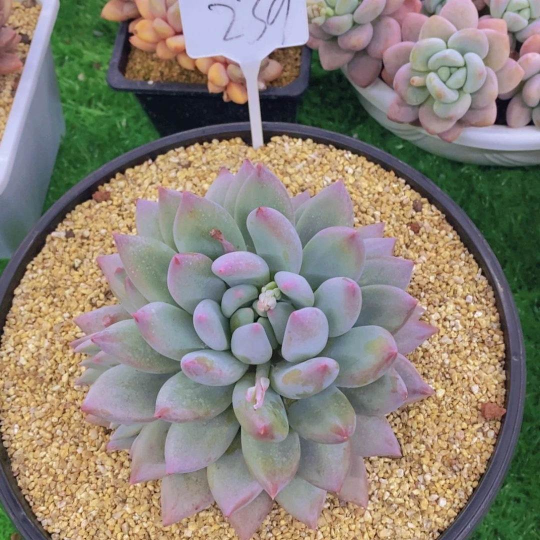 杨*⌯开心多肉植物多肉