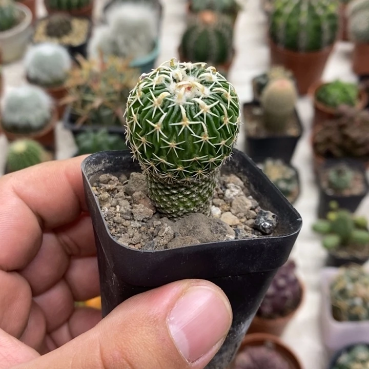 实生太刀岚特价福利