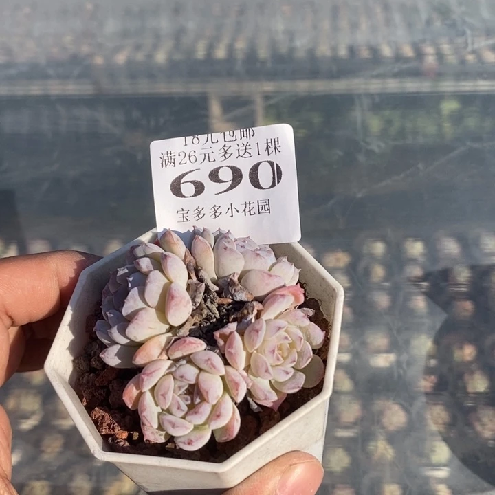 690号四头全状态雪颜冰魄一物一拍