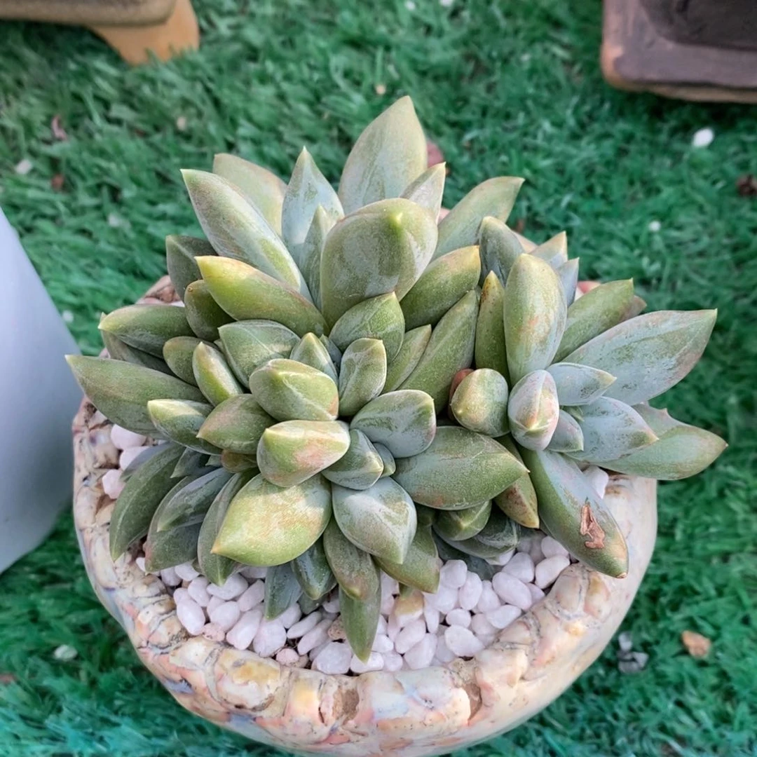 呵**哈呵呵哈哈重楼多肉植物盆栽