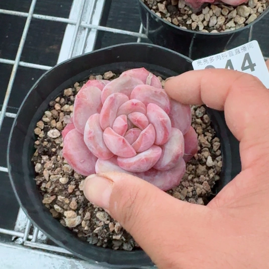 星影多肉植物单头