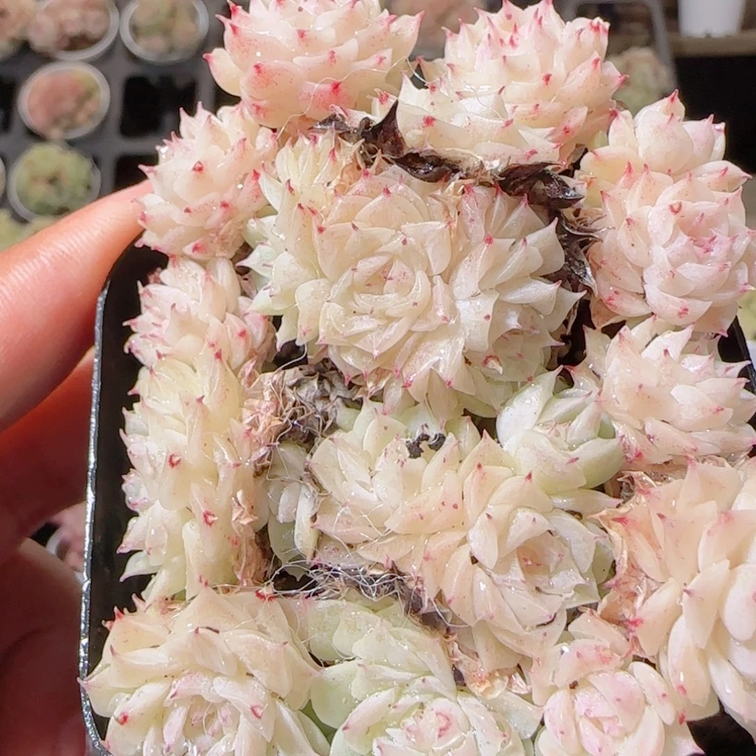 花语多肉1211-115散白魔仙