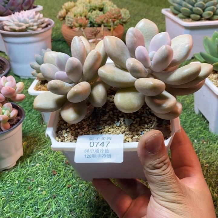 0747啊啊啊啊啊啊啊啊啊啊