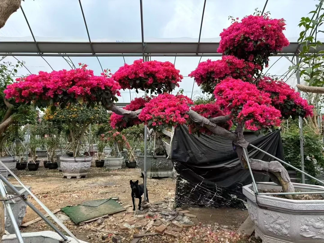 一物一拍 三角梅阳台产品 介意落花勿拍