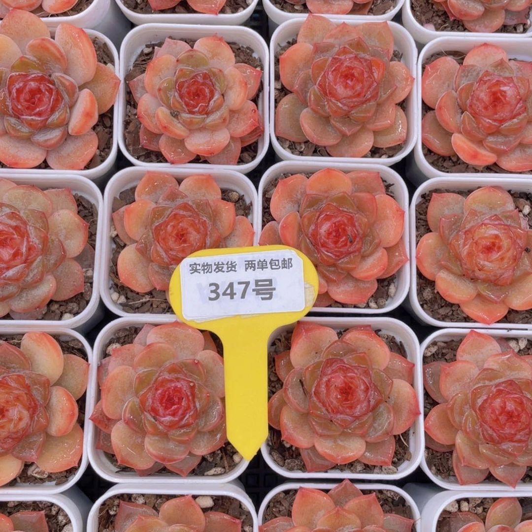 347号糖心涟漪单头一个