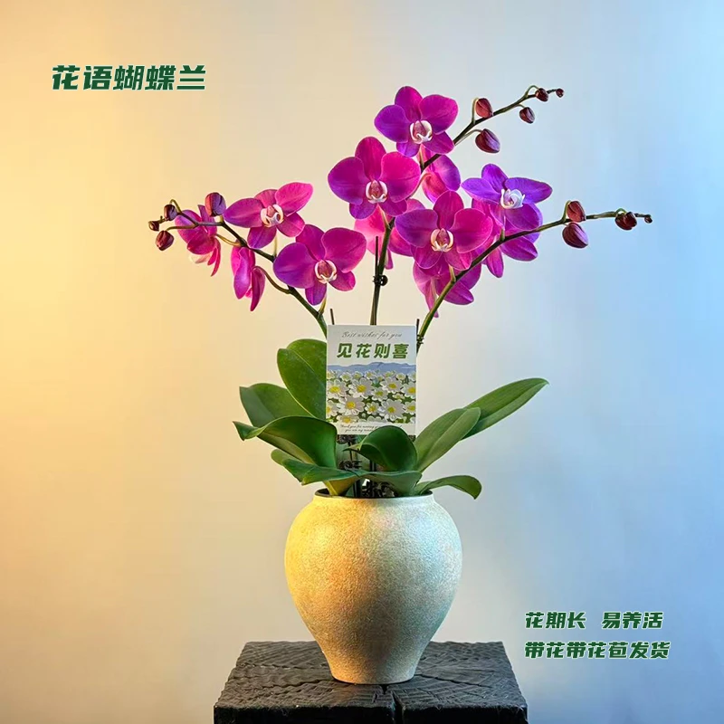 蝴蝶兰【素心】 带花带花苞发货 室内客厅阳台花卉 好养易活
