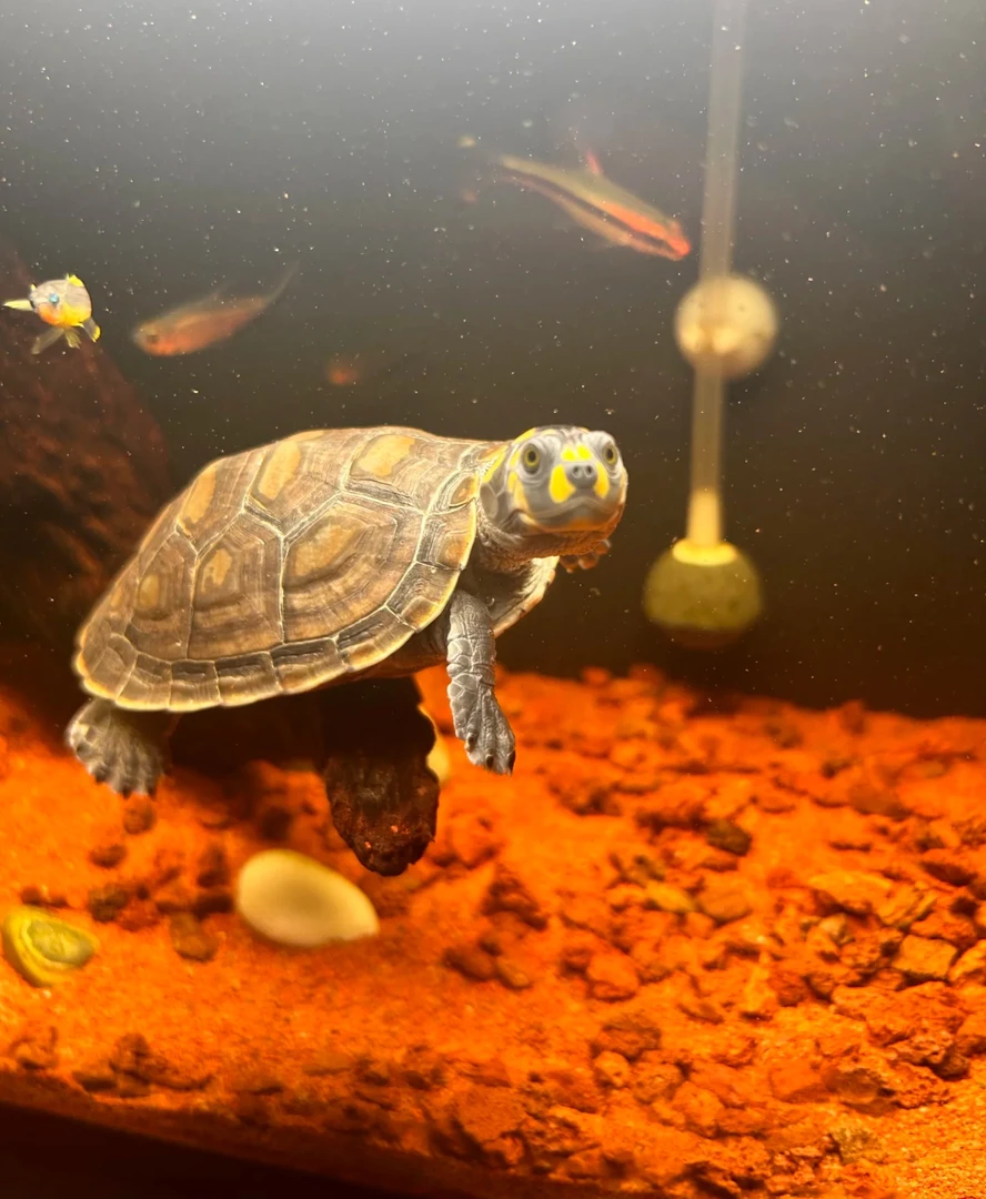 直播挑选链接-黄头侧颈龟-圆澳-沼泽