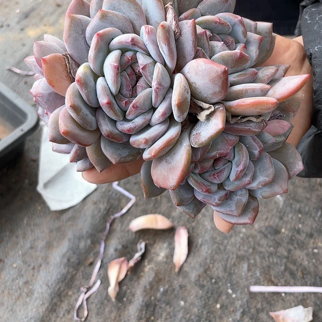 星影朵朵多肉植物