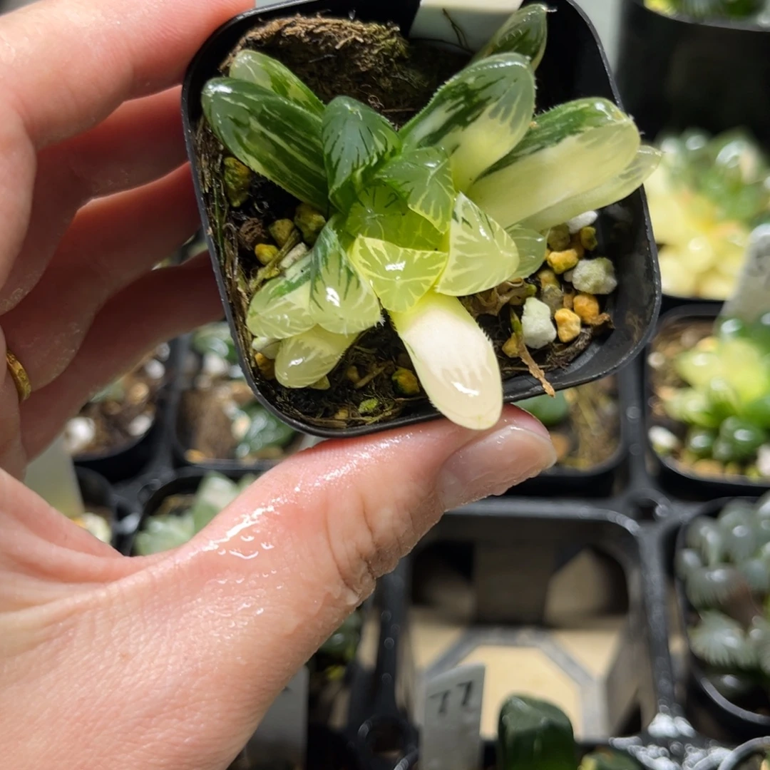 19夏沫玉露锦一物一拍