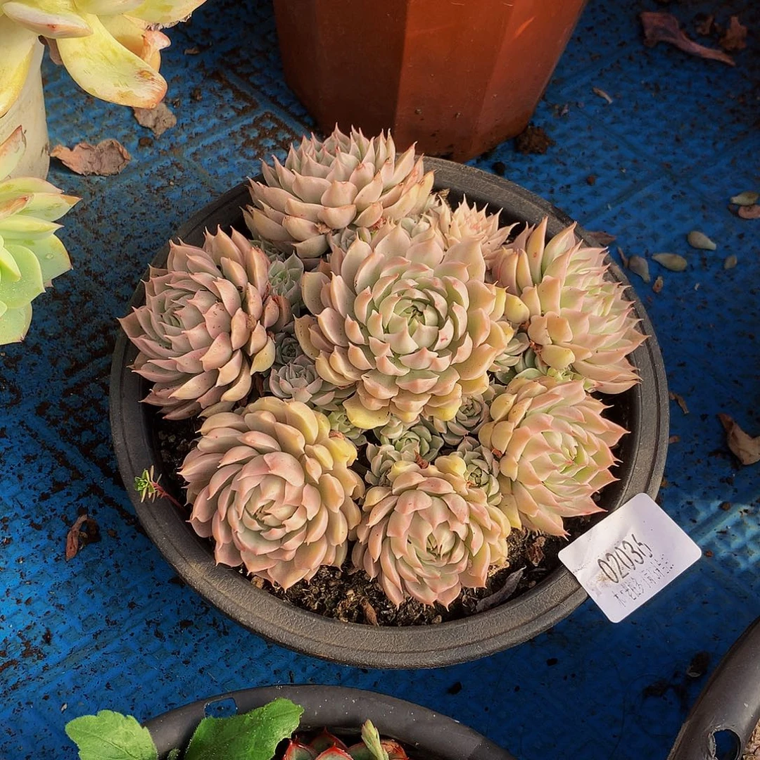 珍***前   马格利亚锦多头02036