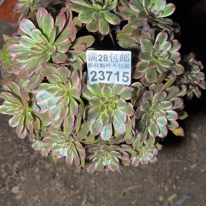 23715紫霞多肉植物