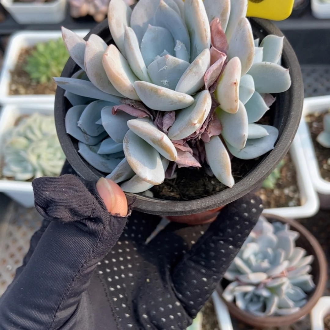 1850白茶多肉植物保护