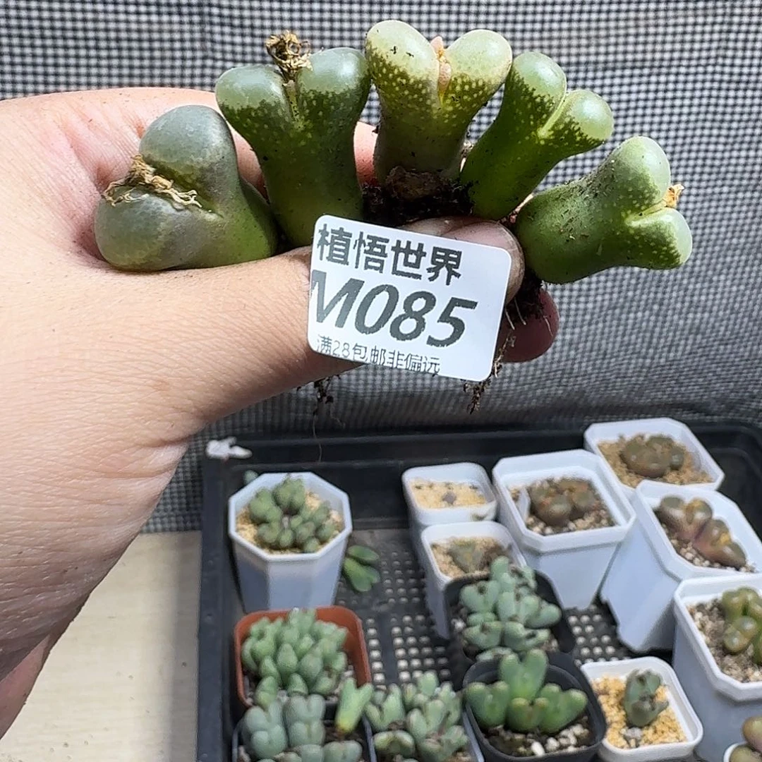 阳***肉的植物的润泽fvbnn