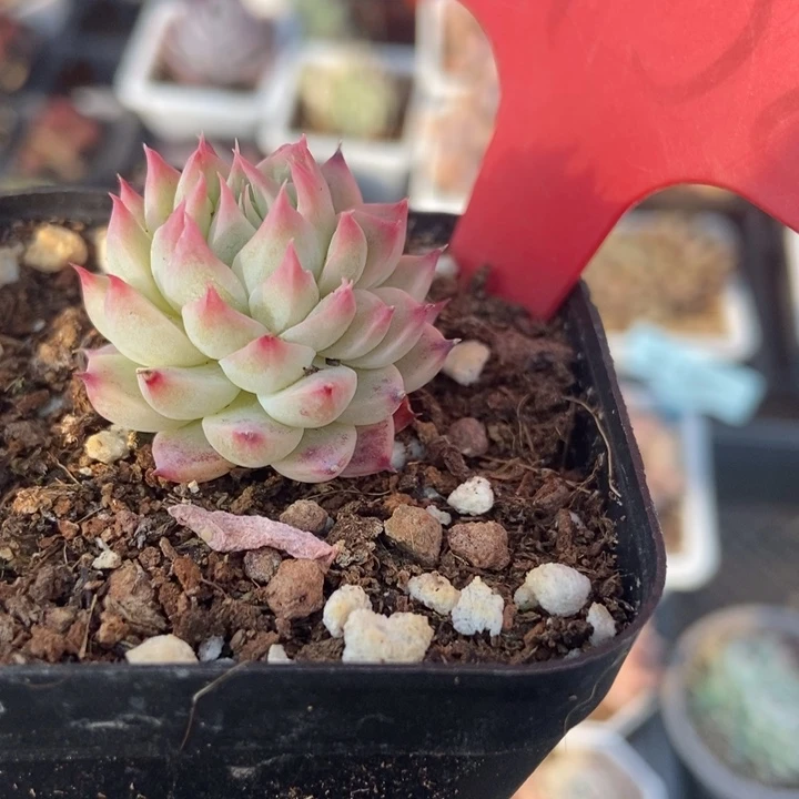 1958琵琶仙子多肉植物保护