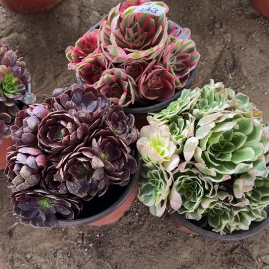 法师3棵一物一拍443