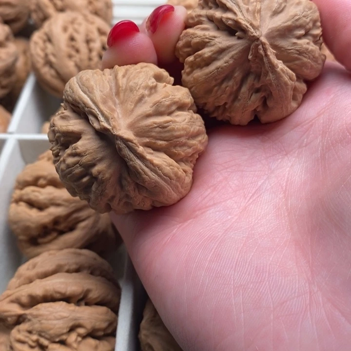 7***9霸王龙全品无修一刀没动