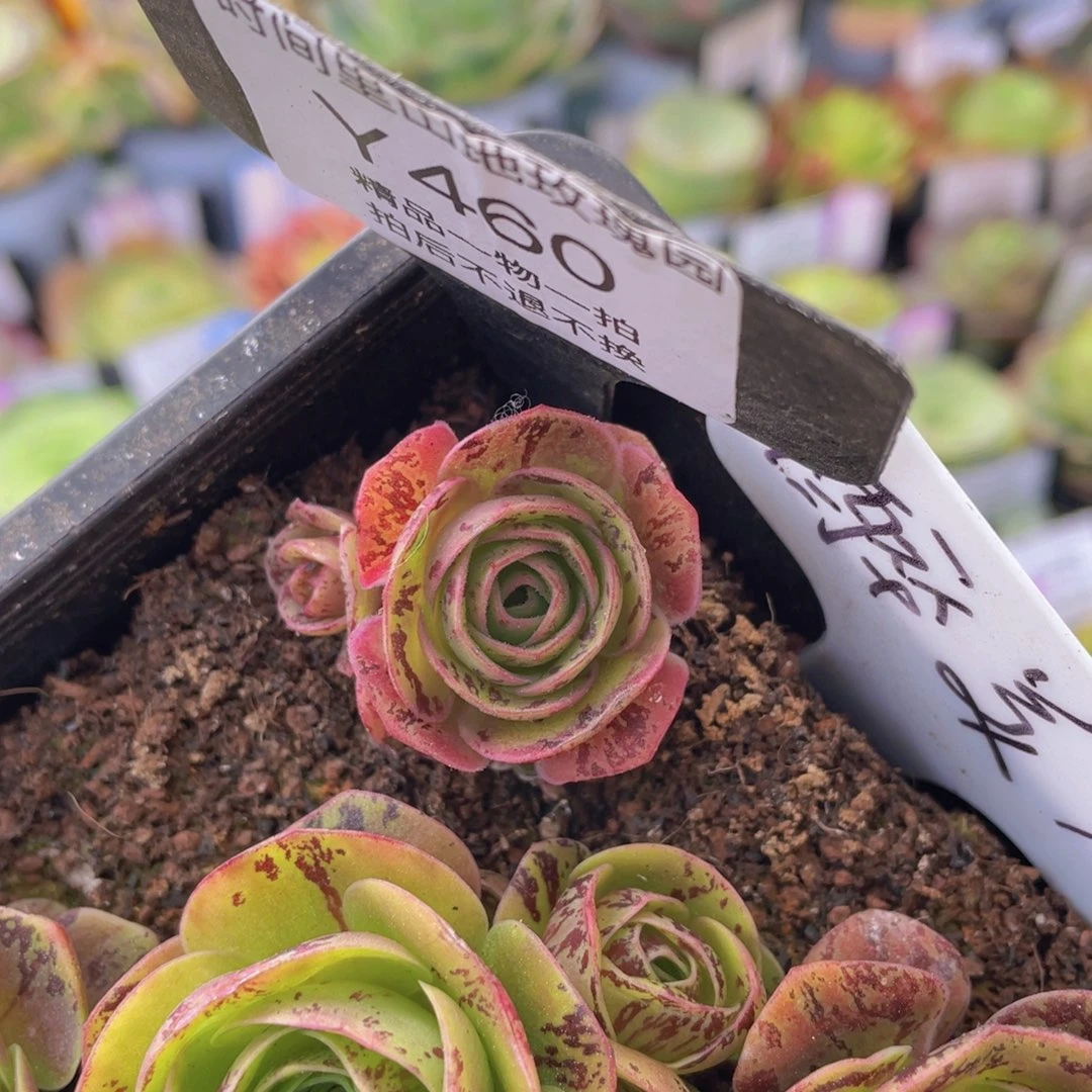 醉美人多肉460一物一拍