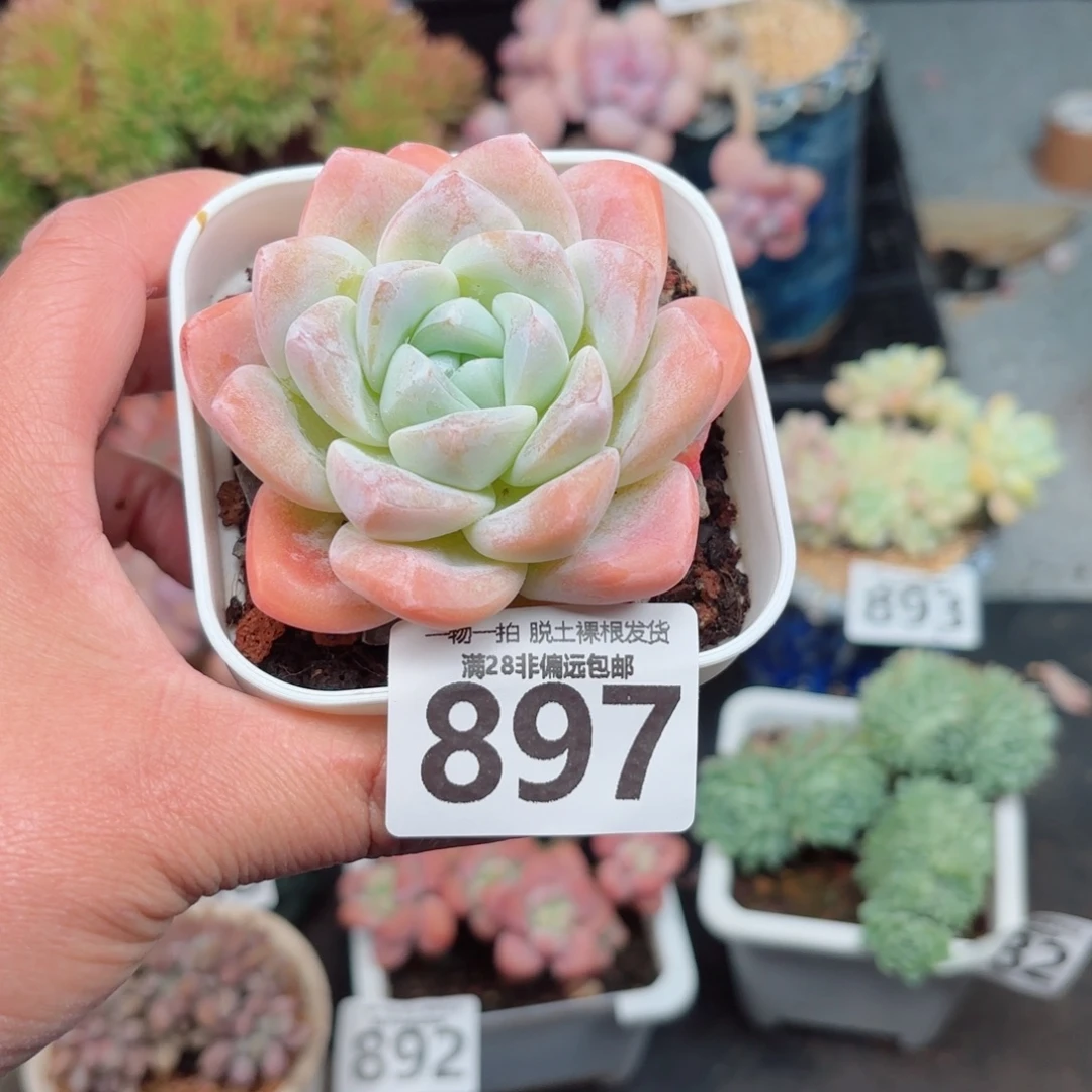 冰玉单头无盆土发货