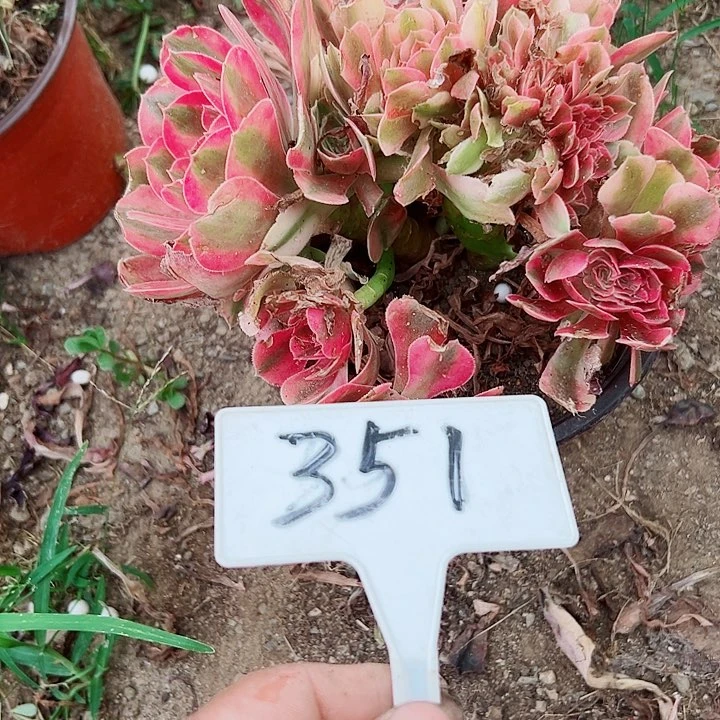 多肉植物粉女巫缀花