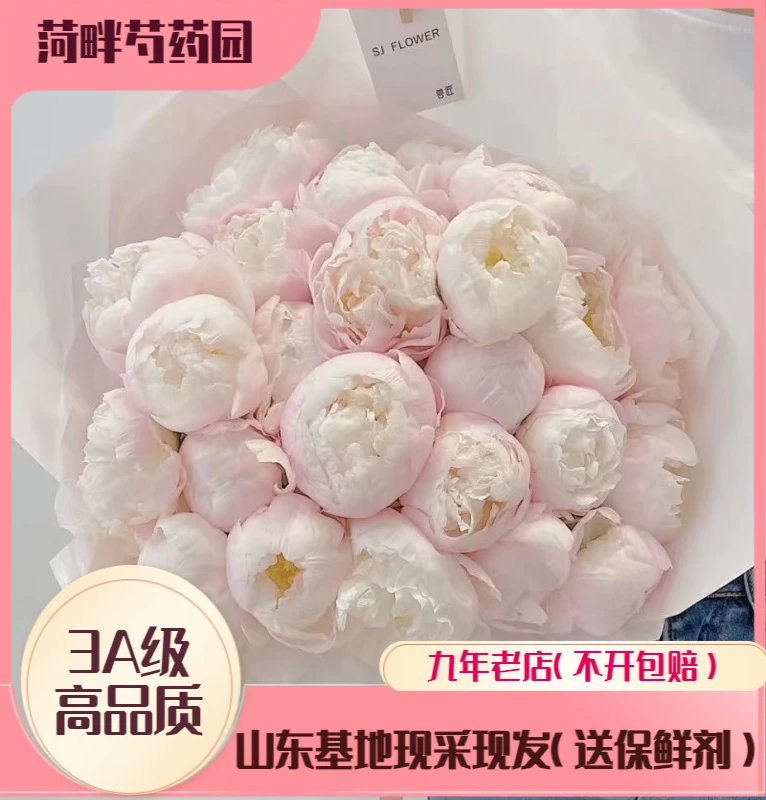 【现货 美国小姐】A级反季节芍药进口芍药鲜花牡丹重瓣花束菏泽芍药