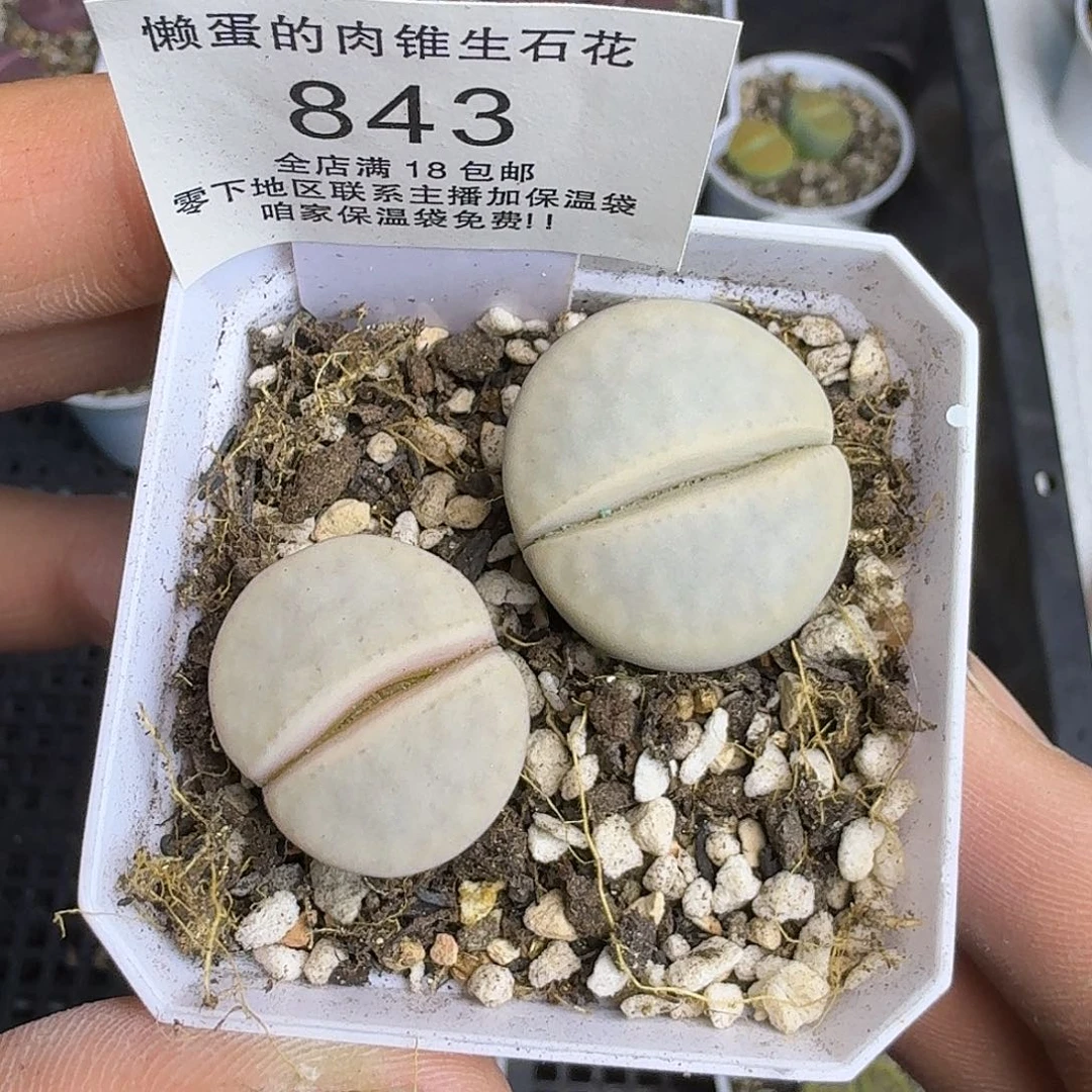 843盆口5公分满18包邮