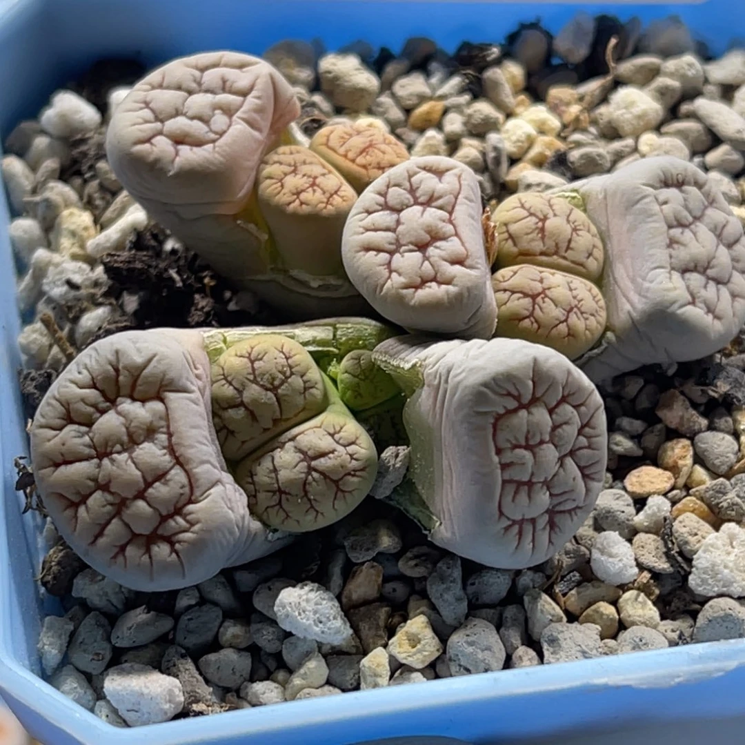 5883群生3头261粗纹