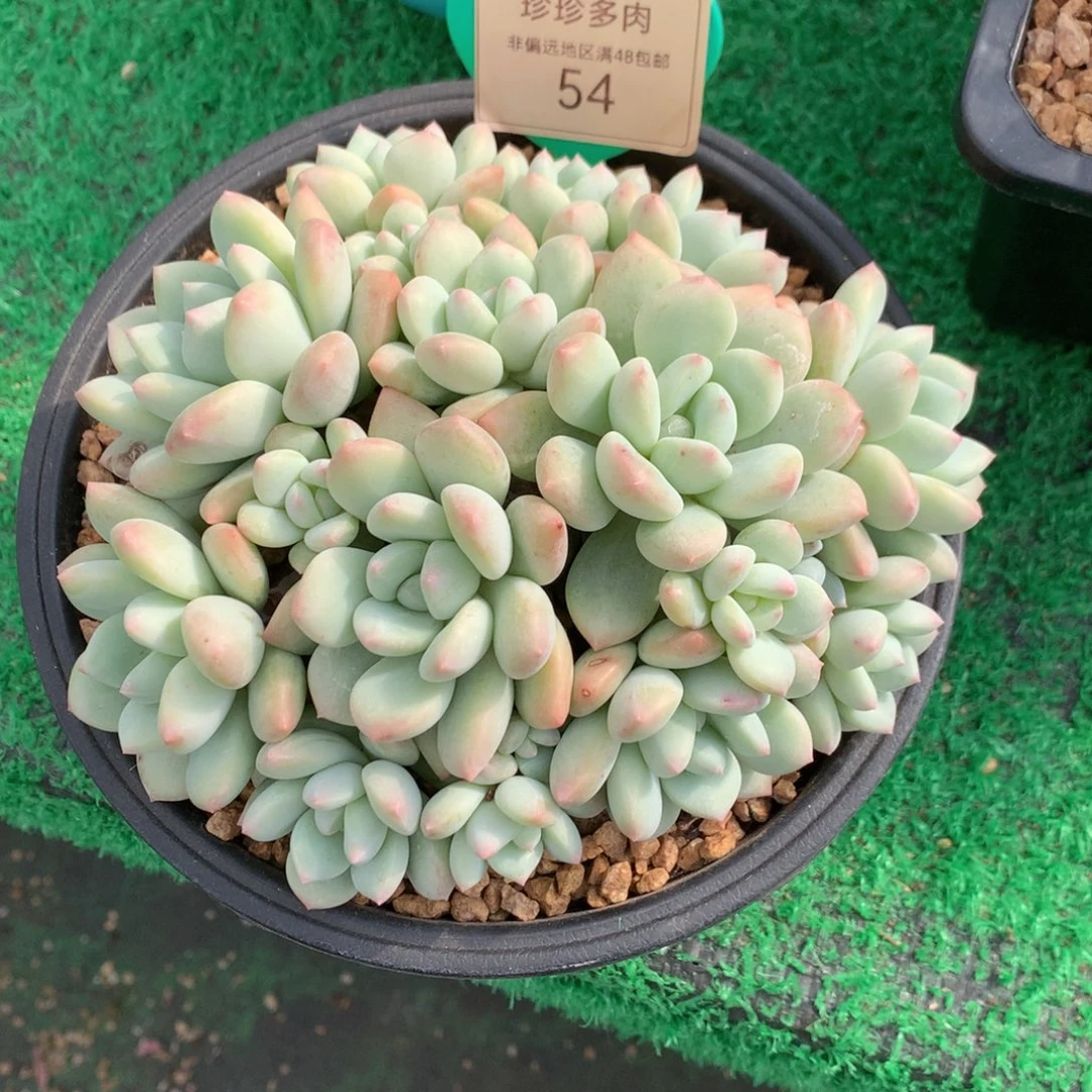 一***寻白马无砍平头一物一拍54