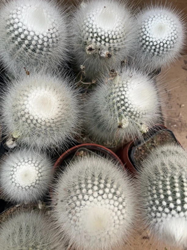 满18包邮 （大号白小丁）1颗