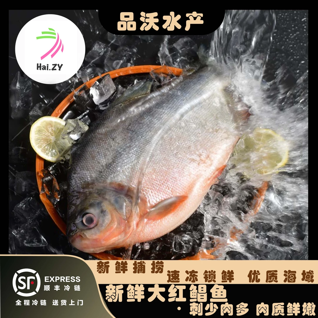 【顺丰冷链】鲜活速冻无冰 特大号红鲳鱼  刺少 1.6斤-2.3g斤/条