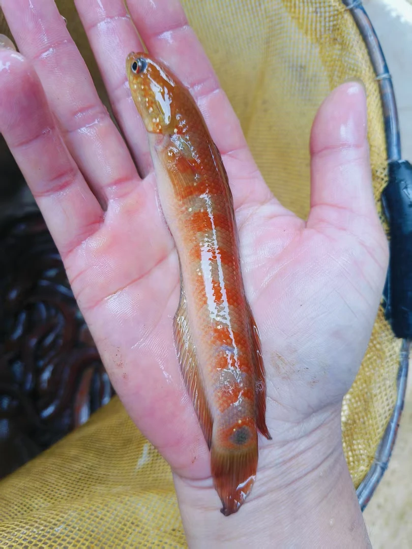 红月七星鱼热带观赏鱼耐养无需打氧冷水淡水鱼