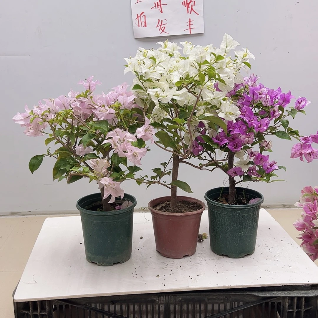 大部分花苞少量开放苹果花，白雪，雪紫组合