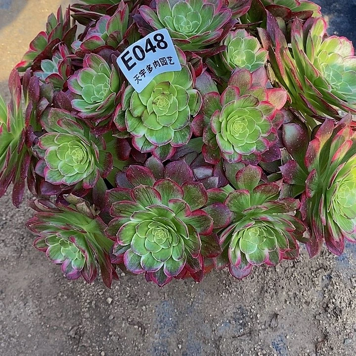 多肉肉莲花048多肉