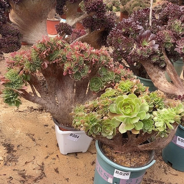 B026-084柠檬缀化35-2两棵脱土包邮