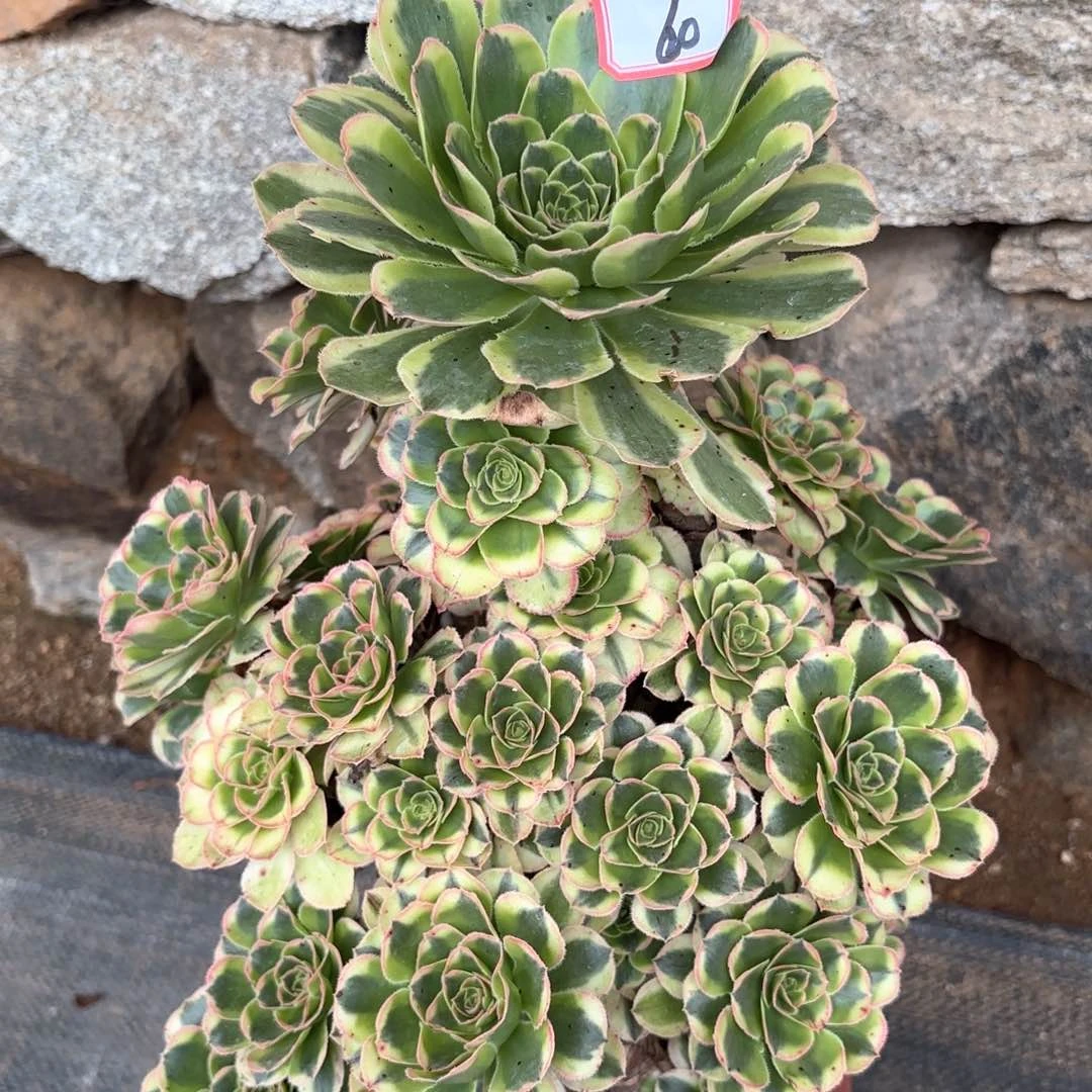 全部花朵60白兰地多肉植物