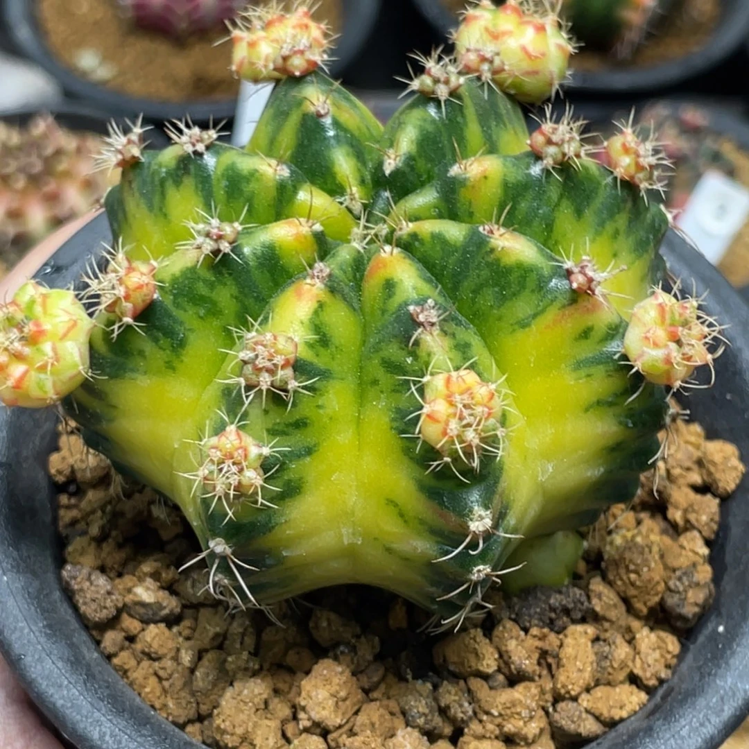 当前无花朵，栽培后可花朵绿袖子