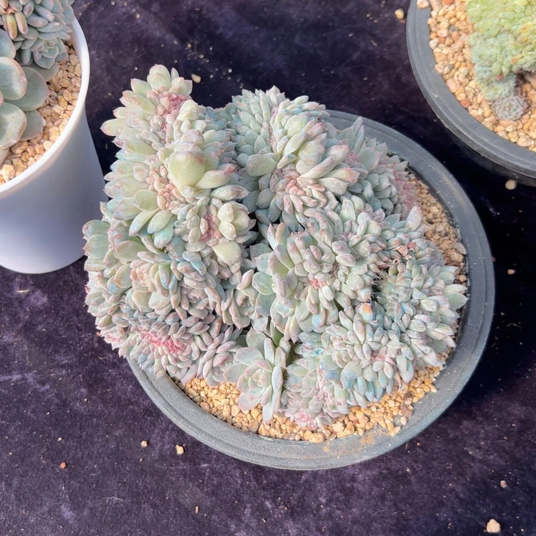 好***情新年快乐 新年快乐